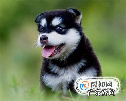 哈士奇狗怎么养