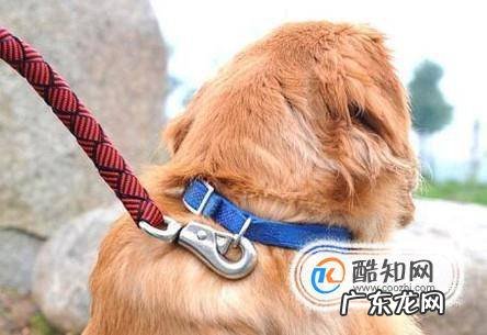 宠物狗咬主人该怎么办