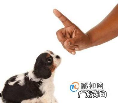 宠物狗咬主人该怎么办