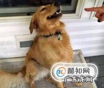 宠物狗咬主人该怎么办