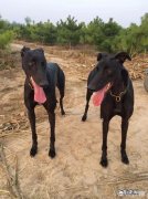 灵缇犬和格力犬的区别 灵缇犬和格力犬是同一品种吗