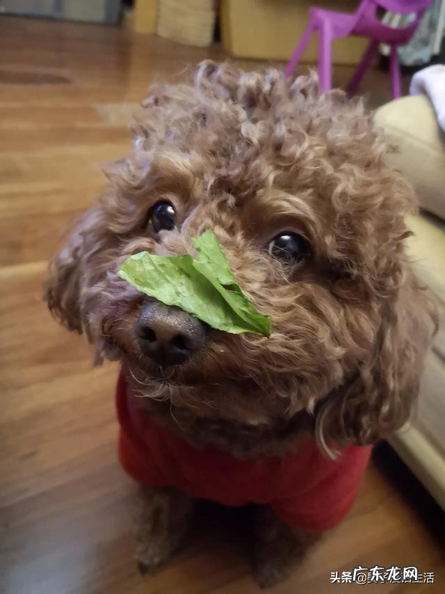 在宠物店买了一个泰迪,两个月左右,第一天没有叫,第二天就一直叫,从笼子里放出来就不叫,想问一下怎么办