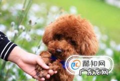 泰迪好养吗