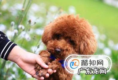 泰迪好养吗