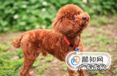 泰迪好养吗
