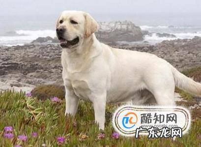 怎样辨认拉布拉多犬品质的好坏