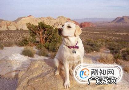 怎样辨认拉布拉多犬品质的好坏
