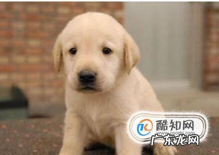 怎样辨认拉布拉多犬品质的好坏