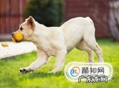 怎样辨认拉布拉多犬品质的好坏