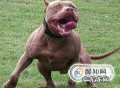 什么宠物不适合小孩子养