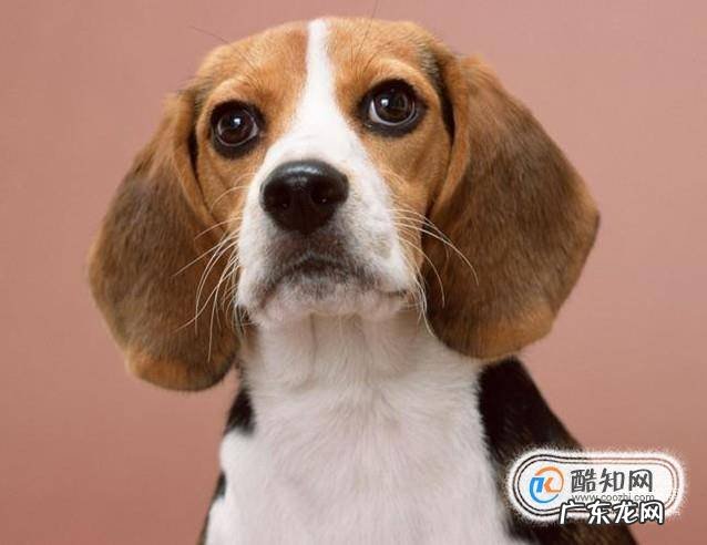 狗狗走丢了怎么办推荐几种找狗方法