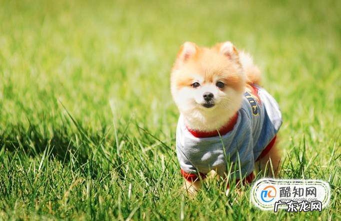 狗狗走丢了怎么办推荐几种找狗方法