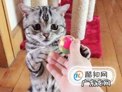 刚买回一只小猫一直叫怎么回事要怎么弄