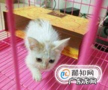 刚买回一只小猫一直叫怎么回事要怎么弄