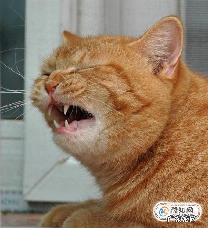 猫打喷嚏是感冒了吗怎么判断幼猫感冒