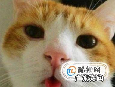 猫打喷嚏是感冒了吗怎么判断幼猫感冒