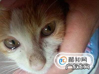 猫打喷嚏是感冒了吗怎么判断幼猫感冒