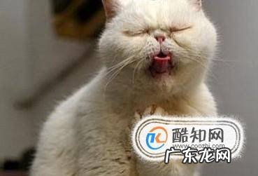 猫打喷嚏是感冒了吗怎么判断幼猫感冒