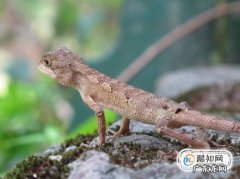 关于饲养宠物蜥蜴的八个注意事项