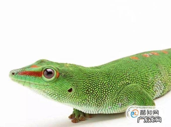 关于饲养宠物蜥蜴的八个注意事项