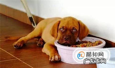 经常换狗粮对狗狗好吗
