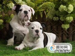 经常换狗粮对狗狗好吗
