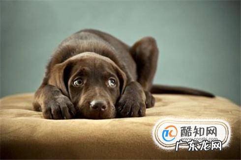 经常换狗粮对狗狗好吗