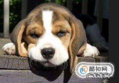 狗狗得了螨虫怎么办