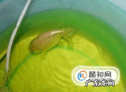 金鱼炸鳞怎么治
