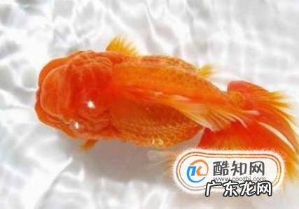 金鱼炸鳞怎么治