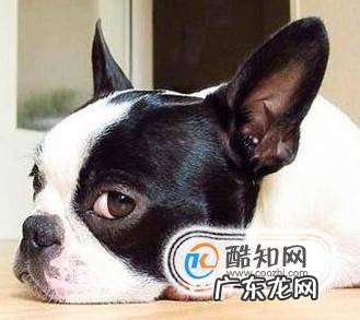 怎么给狗做体内驱虫