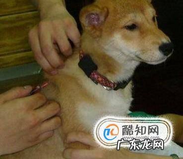 怎么给狗做体内驱虫
