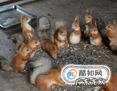 魔王松鼠如何挑选