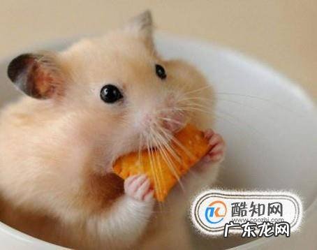 宠物仓鼠怎么养