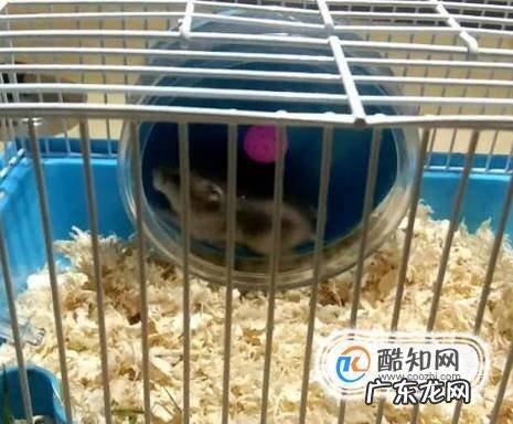 宠物仓鼠怎么养
