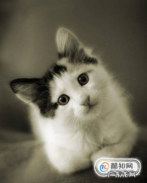 猫有了猫藓得猫藓的猫可以洗澡吗