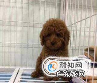 两个月的泰迪怎么养