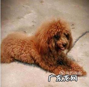 两个月的泰迪怎么养