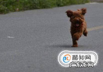 两个月的泰迪怎么养