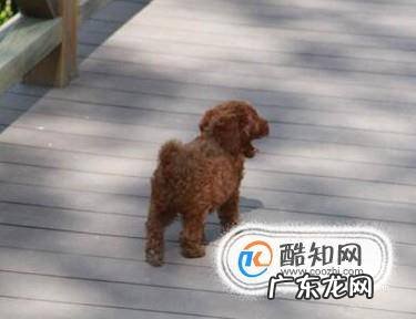 两个月的泰迪怎么养