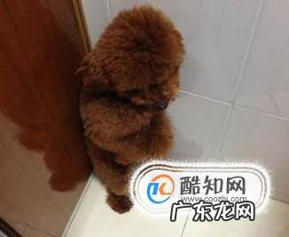 狗狗乱拉粑粑怎么办