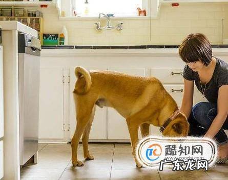 狗狗乱拉粑粑怎么办