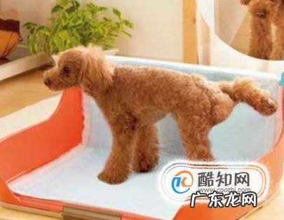 狗狗乱拉粑粑怎么办