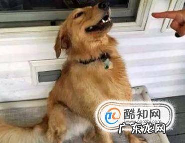 狗狗乱拉粑粑怎么办