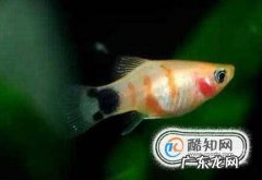 怎样鉴别月光鱼的雌雄怎样繁殖月光鱼
