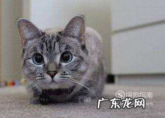 捡到小猫带回家应该怎么办