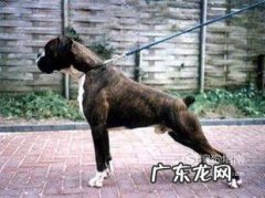 怎样训练小狗拉屎
