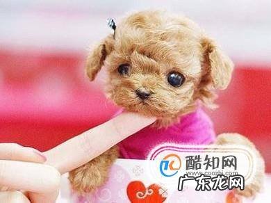 茶杯狗好养吗饲养茶杯犬的经验