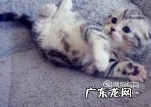 虎斑猫幼猫怎么看品相