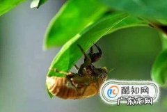 蝉蛹的养殖方法